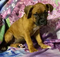 Purple-AKC 50% Euro , a female Boxer for sale in Methuen, MA – 6 of 6