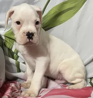 Green-ACA 50% Euro, a male Boxer for sale in Methuen, MA – 6 of 6
