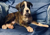 Red-AKC 37.5% Euro, a male Boxer for sale in Methuen, MA – 5 of 5