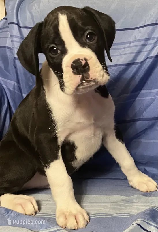 Tan-AKC 50% Euro – Boxer puppy for sale in Methuen, MA