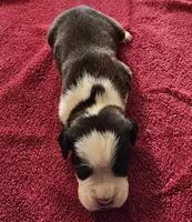 Yellow-AKC 50% Euro, a male Boxer for sale in Methuen, MA – 7 of 8