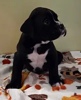 Green-AKC 50% Euro, a male Boxer for sale in Methuen, MA – 3 of 6