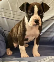 Blue-AKC 37.5% Euro, a male Boxer for sale in Methuen, MA – Photo 1 of 5
