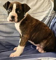 Blue-AKC 37.5% Euro, a male Boxer for sale in Methuen, MA – Photo 2 of 5