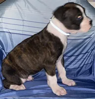 Blue-AKC 37.5% Euro, a male Boxer for sale in Methuen, MA – Photo 5 of 5