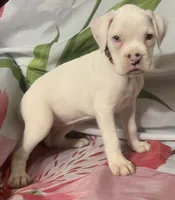 Black-ACA 50% Euro, a female Boxer for sale in Methuen, MA – 5 of 8