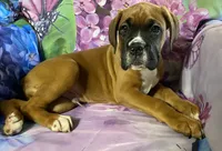 Aqua-Pending Jackie, a male Boxer for sale in Methuen, MA – 5 of 10