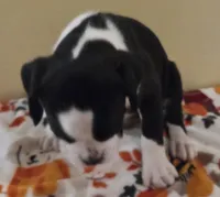 Yellow-AKC 50% Euro, a male Boxer for sale in Methuen, MA – 3 of 8
