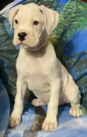 Tan-ACA 50% Euro, a male Boxer for sale in Methuen, MA – 5 of 9