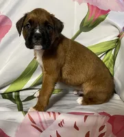 Red-ACA 50% Euro, a male Boxer for sale in Methuen, MA – Photo 7 of 10