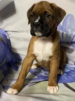 Red-Pending Stacey, a male Boxer for sale in Methuen, MA – Photo 4 of 10