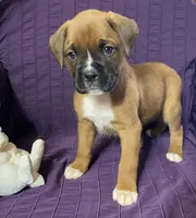 Red-ACA 50% Euro, a male Boxer for sale in Methuen, MA – Photo 5 of 10