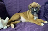 Red-ACA 50% Euro, a male Boxer for sale in Methuen, MA – Photo 4 of 10