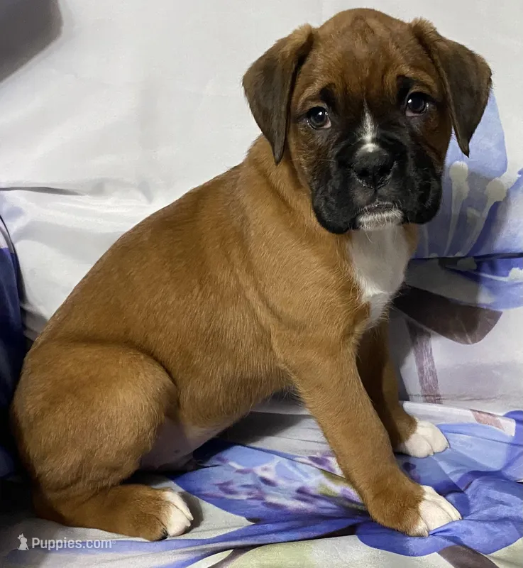 Red-ACA 50% Euro – Boxer puppy for sale in Methuen, MA
