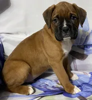 Red-Pending Stacey, a male Boxer for sale in Methuen, MA – Photo 1 of 10