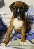 Red-Pending Stacey, a male Boxer for sale in Methuen, MA – Photo 3 of 10