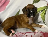 Red-ACA 50% Euro, a male Boxer for sale in Methuen, MA – Photo 9 of 10