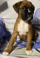 Red-Pending Stacey, a male Boxer for sale in Methuen, MA – Photo 2 of 10