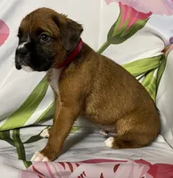 Red-ACA 50% Euro, a male Boxer for sale in Methuen, MA – Photo 10 of 10