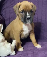 Red-ACA 50% Euro, a male Boxer for sale in Methuen, MA – Photo 1 of 10