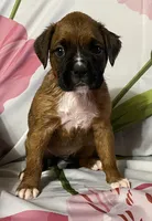 Red-ACA 50% Euro, a male Boxer for sale in Methuen, MA – Photo 8 of 10