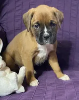 Red-ACA 50% Euro, a male Boxer for sale in Methuen, MA – Photo 3 of 10