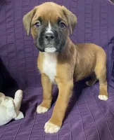 Red-ACA 50% Euro, a male Boxer for sale in Methuen, MA – Photo 6 of 10
