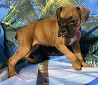 Purple-AKC 50% Euro, a female Boxer for sale in Methuen, MA – 7 of 8