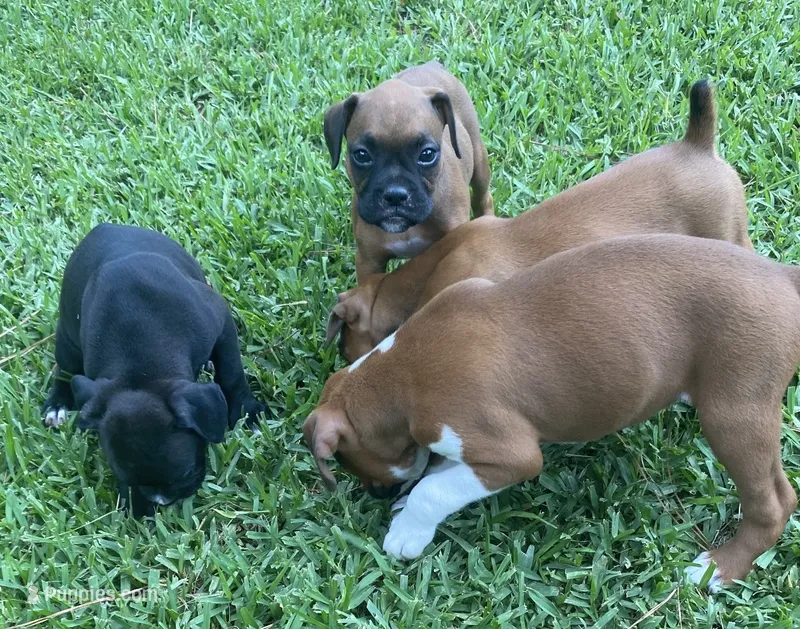Green-AKC 50% Euro – Boxer puppy for sale in Methuen, MA