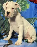 Green-ACA 50% Euro, a male Boxer for sale in Methuen, MA – 2 of 8