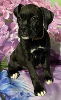 Brown-AKC 50% Euro, a female Boxer for sale in Methuen, MA – 3 of 4