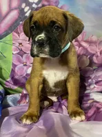 Aqua-ACA 37.5% Euro, a male Boxer for sale in Methuen, MA – Photo 4 of 7
