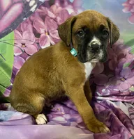 Aqua-ACA 37.5% Euro, a male Boxer for sale in Methuen, MA – Photo 2 of 7