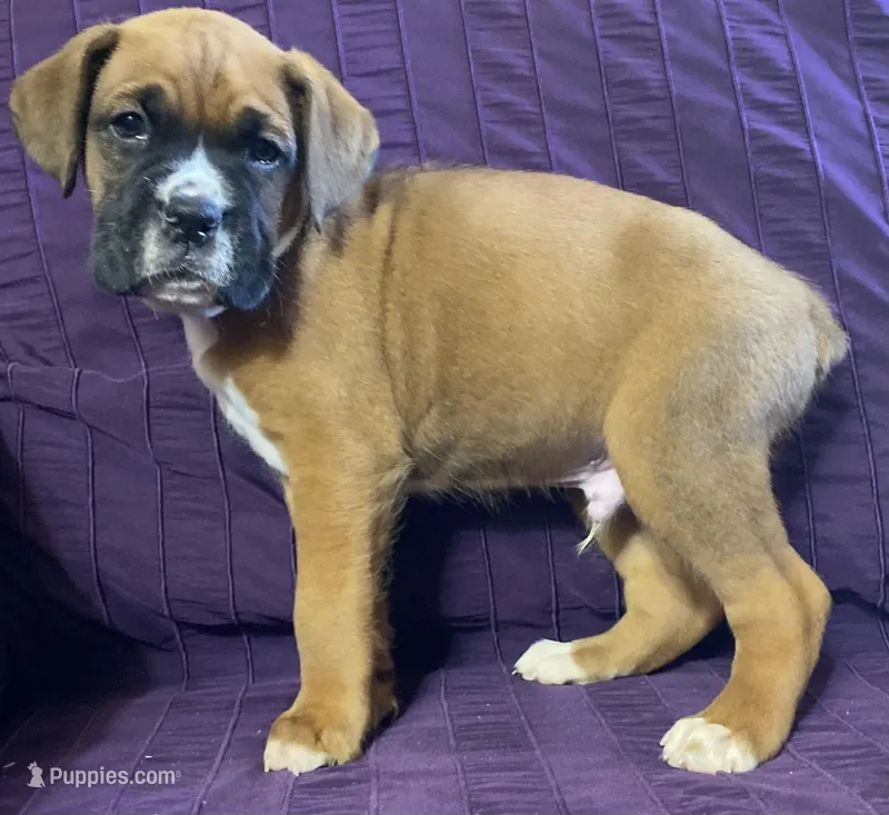 Aqua-ACA 37.5% Euro – Boxer puppy for sale in Methuen, MA