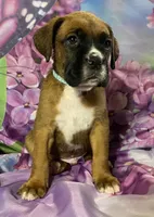 Aqua-ACA 37.5% Euro, a male Boxer for sale in Methuen, MA – Photo 5 of 7