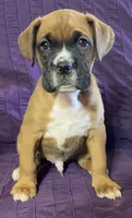 Aqua-Pending Jackie, a male Boxer for sale in Methuen, MA – 10 of 10