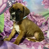 Aqua-ACA 37.5% Euro, a male Boxer for sale in Methuen, MA – Photo 7 of 7