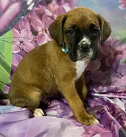 Aqua-ACA 37.5% Euro, a male Boxer for sale in Methuen, MA – Photo 1 of 7