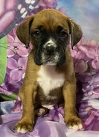 Aqua-ACA 37.5% Euro, a male Boxer for sale in Methuen, MA – Photo 3 of 7