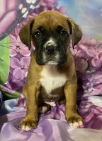 Aqua-ACA 37.5% Euro, a male Boxer for sale in Methuen, MA – Photo 6 of 7