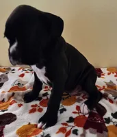 Green-AKC 50% Euro, a male Boxer for sale in Methuen, MA – 2 of 6