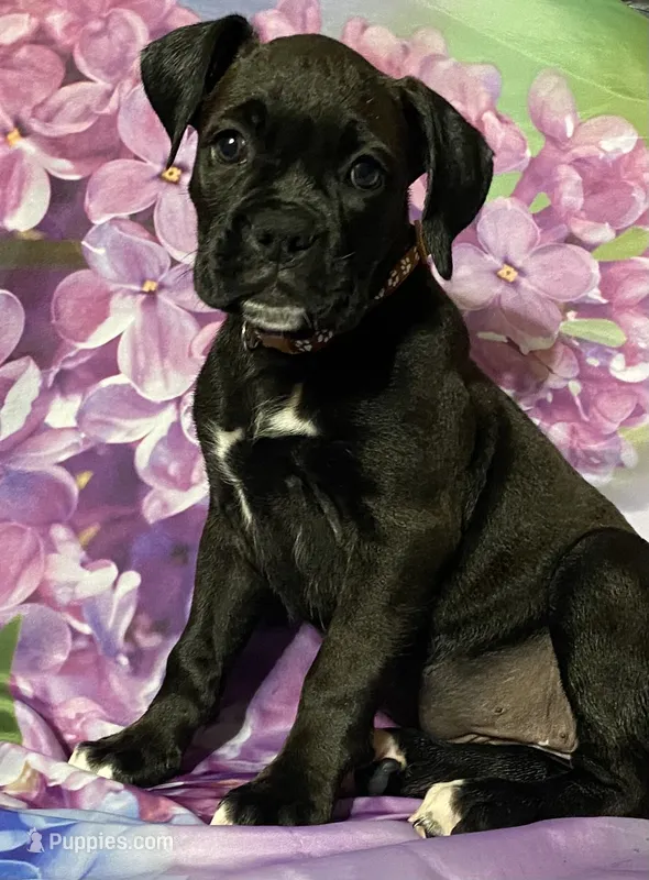 Brown-AKC 50% Euro – Boxer puppy for sale in Methuen, MA