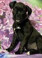 Brown-AKC 50% Euro, a female Boxer for sale in Methuen, MA – 1 of 4