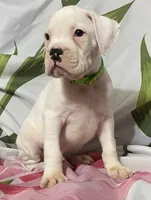 Green-ACA 50% Euro, a male Boxer for sale in Methuen, MA – 5 of 6