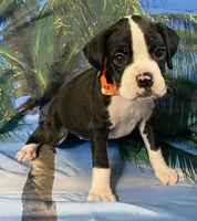 Orange-AKC 50% Euro, a female Boxer for sale in Methuen, MA – 3 of 7