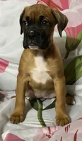 Light Pink-ACA 37.5% Euro, a female Boxer for sale in Methuen, MA – 8 of 10