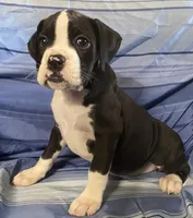 Orange-Pending Jessica , a female Boxer for sale in Methuen, MA – 3 of 10