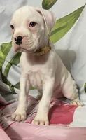 Tan-ACA 50% Euro, a male Boxer for sale in Methuen, MA – 4 of 8