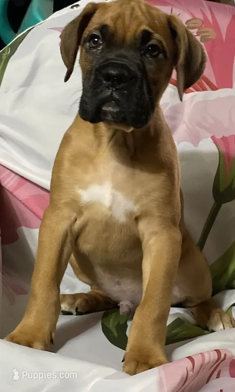 Blue-ACA 37.5% Euro – Boxer puppy for sale in Methuen, MA