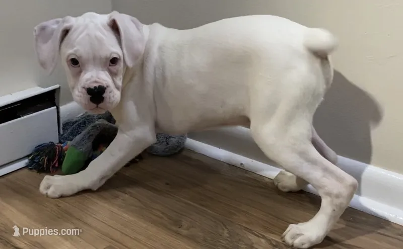 Tan-ACA 50% Euro – Boxer puppy for sale in Methuen, MA